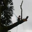 Photo #5: NO BULL TREE SERVICE