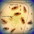 Photo #1: The Louse Girl - Head Lice Removal Service