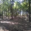 Photo #7: DLC forestry solutions. Land Clearing, Lot Clearing, Tree Removal...