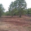 Photo #3: DLC forestry solutions. Land Clearing, Lot Clearing, Tree Removal...