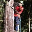 Photo #10: HAMMCO TREE SERVICE