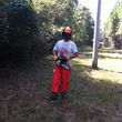 Photo #8: HAMMCO TREE SERVICE