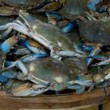 Photo #1: CRABMAN Blue Crabs and Shrimp