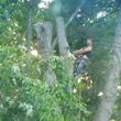 Photo #2: CANDY´S TREE SERVICE. BEST AFFORDABLE PRICES! CALL NOW!