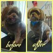 Photo #13: Affordable Dog Grooming