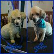 Photo #10: Affordable Dog Grooming