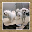 Photo #9: Affordable Dog Grooming