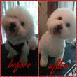 Photo #8: Affordable Dog Grooming