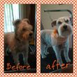 Photo #7: Affordable Dog Grooming