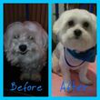 Photo #6: Affordable Dog Grooming