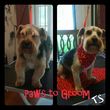 Photo #4: Affordable Dog Grooming