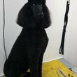 Photo #1: DOG NAMED JAVA K9 GROOMING