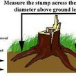 Photo #1: URGENT STUMP GRINDING