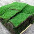 Photo #6: Sod -- Landscaping -- Storm Cleanup