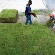 Photo #5: Sod -- Landscaping -- Storm Cleanup