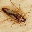 Photo #5: Pest Control, Lawn spraying, Termites - Ed the bug man