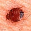 Photo #4: Pest Control, Lawn spraying, Termites - Ed the bug man
