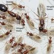 Photo #3: Pest Control, Lawn spraying, Termites - Ed the bug man