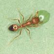 Photo #2: Pest Control, Lawn spraying, Termites - Ed the bug man