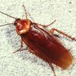 Photo #1: Pest Control, Lawn spraying, Termites - Ed the bug man