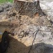 Photo #4: Brad Frederick's - Stump Grinding & surface roots removal
