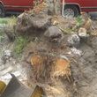 Photo #2: Brad Frederick's - Stump Grinding & surface roots removal