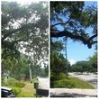 Photo #8: TREE TRIMMING. ASAP-NO HASSLE/FLAT RATE TREE WORK !