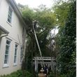 Photo #5: TREE TRIMMING. ASAP-NO HASSLE/FLAT RATE TREE WORK !
