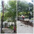 Photo #4: TREE TRIMMING. ASAP-NO HASSLE/FLAT RATE TREE WORK !