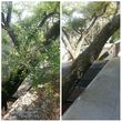 Photo #3: TREE TRIMMING. ASAP-NO HASSLE/FLAT RATE TREE WORK !