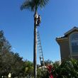 Photo #2: TREE TRIMMING. ASAP-NO HASSLE/FLAT RATE TREE WORK !