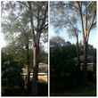 Photo #1: TREE TRIMMING. ASAP-NO HASSLE/FLAT RATE TREE WORK !