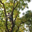 Photo #2: TEZNA LANDSCAPING & TREE TRIMMING SERVICES