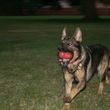 Photo #5: NEXUSHAUS K-9 SERVICES - DOG TRAINING/ DOG BOARDING