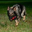 Photo #6: NEXUSHAUS K-9 SERVICES - DOG TRAINING/ DOG BOARDING