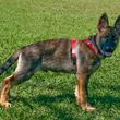 Photo #10: NEXUSHAUS K-9 SERVICES - DOG TRAINING/ DOG BOARDING