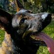 Photo #12: NEXUSHAUS K-9 SERVICES - DOG TRAINING/ DOG BOARDING