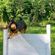 Photo #14: NEXUSHAUS K-9 SERVICES - DOG TRAINING/ DOG BOARDING