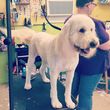 Photo #3: Affordable Mobile  Holistic IN-HOME Dog Groomer