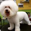Photo #1: Affordable Mobile  Holistic IN-HOME Dog Groomer