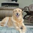 Photo #6: IN HOME DOG TRAINING - Home Sweet Home