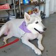 Photo #17: Patient Paws Mobile Dog Grooming