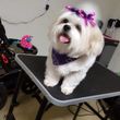 Photo #6: Patient Paws Mobile Dog Grooming