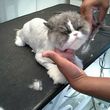 Photo #1: At home pet mobile grooming services