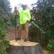 Photo #1: KENNY TREE INC. - Trimming/Tree removal