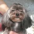 Photo #7: Lady In Pink Grooming. Best dog grooming with no kennels