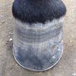 Photo #2: Farrier and Cattle Services