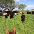 Photo #1: Farrier and Cattle Services