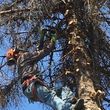 Photo #6: GONZALEZ TREE SERVICE