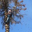 Photo #5: GONZALEZ TREE SERVICE